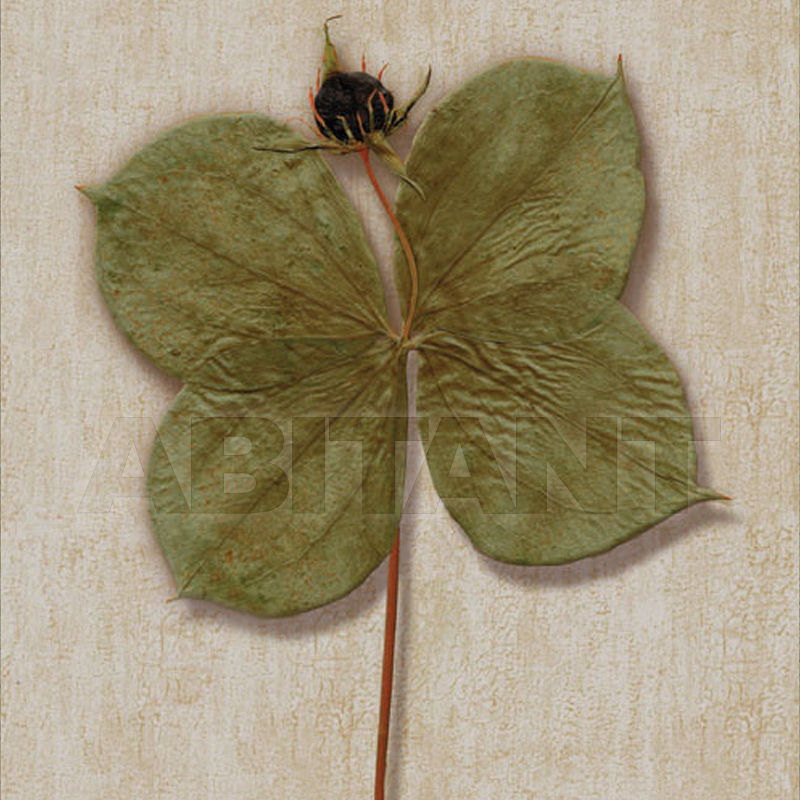 Купить Бумажные обои Iksel  Decorative Panels Herbier Herb 10