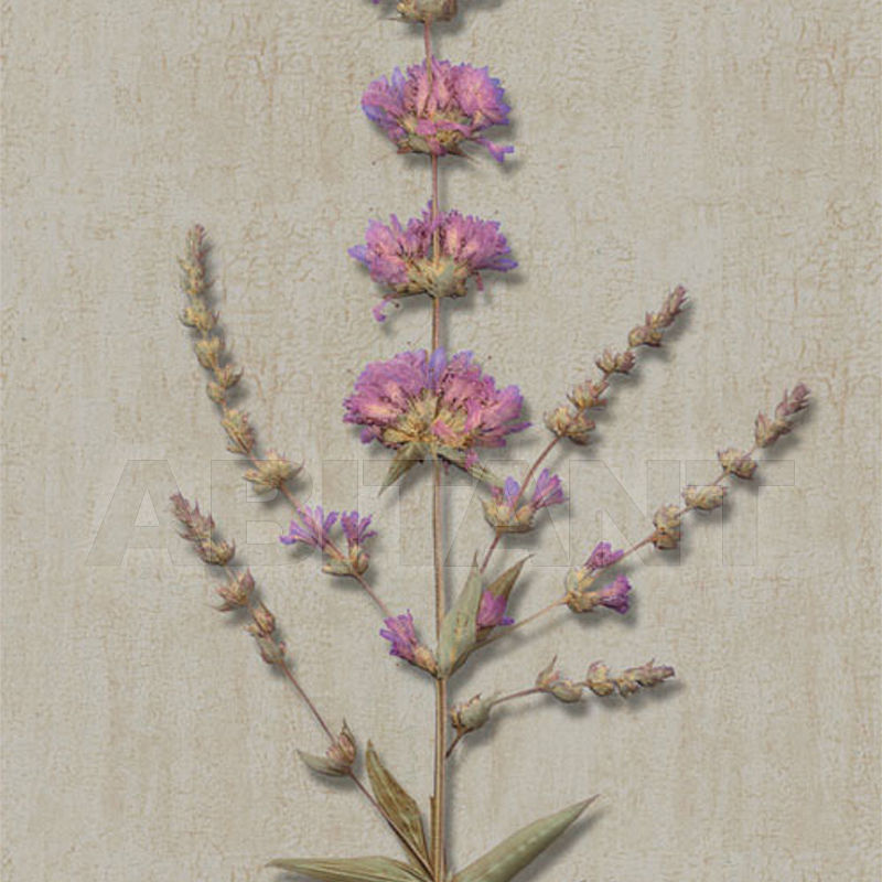 Купить Бумажные обои Iksel  Decorative Panels Herbier Herb 5
