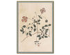 Бумажные обои Iksel  Decorative Panels Renaissance Herbier RH 29 Восточный / Японский / Китайский