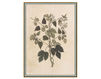 Бумажные обои Iksel  Decorative Panels Renaissance Herbier RH 35 Восточный / Японский / Китайский