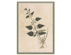Бумажные обои Iksel  Decorative Panels Renaissance Herbier RH 36 Восточный / Японский / Китайский