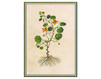 Бумажные обои Iksel  Decorative Panels Renaissance Herbier Rh 24 Восточный / Японский / Китайский