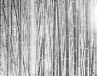 Настенная панель Alex Turco Organic Bamboo forest silver