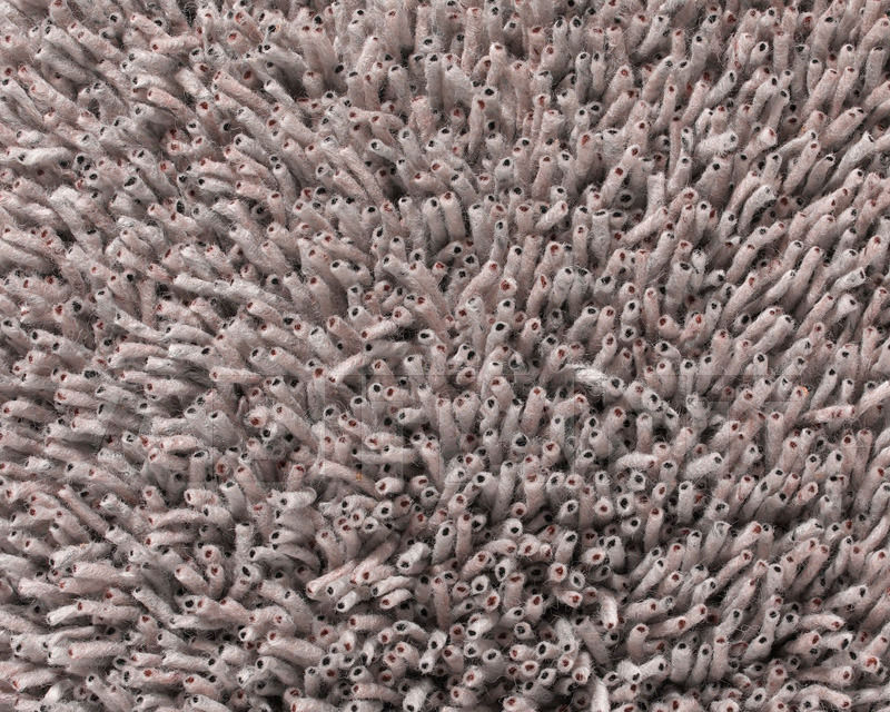 Купить Ковровая дорожка Corale Kvadrat DАNSKINA f-20005-c0112